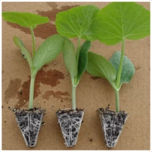 Bandejas Produção Mudas Sementeira 64 Células Plantio de diversas plantas Nutriplast - Preto - Visão 6