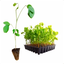 Bandejas Produção Mudas Sementeira 64 Células Plantio de diversas plantas Nutriplast - Preto - Visão 4