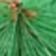 3D Snowflake Green
