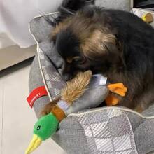 Cute Plush Duck Dogs Squeak Toys Funny Pet Play Intereactive Chew Toy For Small Medium Dog Pets Supplies Accessories