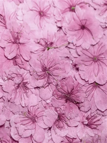 12pcs Dried Sakura Flowers Pressed Flower Specimens For Resin Crafts, Photo Frames, Bookmarks, Candles, DIY Handmade Lamp, Fan, Home Decor, Gift For Friends