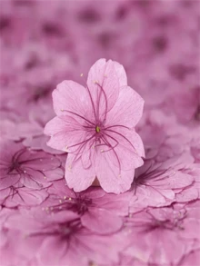 12pcs Dried Sakura Flowers Pressed Flower Specimens For Resin Crafts, Photo Frames, Bookmarks, Candles, DIY Handmade Lamp, Fan, Home Decor, Gift For Friends