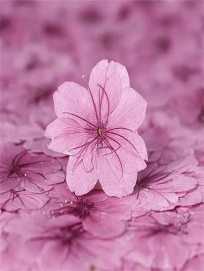 12pcs Dried Sakura Flowers Pressed Flower Specimens For Resin Crafts, Photo Frames, Bookmarks, Candles, DIY Handmade Lamp, Fan, Home Decor, Gift For Friends