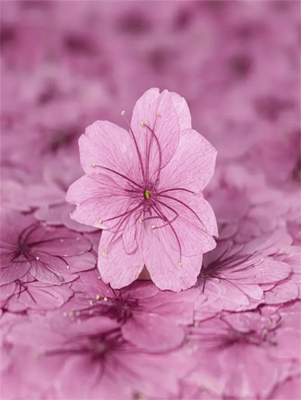 12pcs Dried Sakura Flowers Pressed Flower Specimens For Resin Crafts, Photo Frames, Bookmarks, Candles, DIY Handmade Lamp, Fan, Home Decor, Gift For Friends