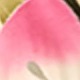 蘭花