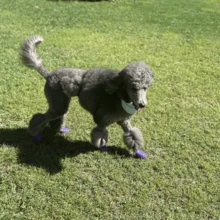 4pcs/Set Fashionable Pet Dog Shoes - Dog Supplies, Breathable, Anti-Dirty, Non-Slip, Elastic, Soft Sole Pet Dog Shoes Suitable For All Seasons To Protect Paws And Keep Dogs Happy, Pet Puppy Care