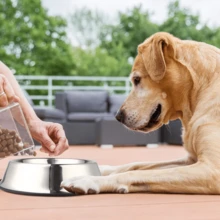 1 件不锈钢宠物碗，防溢加厚防滑银色不锈钢狗/猫食水碗，易于清洁，多种尺寸（直径：15 厘米、18 厘米、22 厘米）可选 - 彩色 - 查看 5