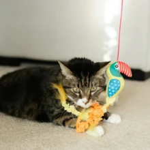 Parrot Teaser Wand Cat Toy With Catnip, Multicolor, 18"