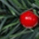 Red Green