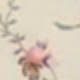 玫瑰花