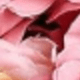 Hồng