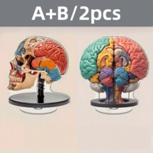 2D 平面 0.3 厘米厚，2 个可旋转 2D 解剖大脑模型 - 高品质亚克力桌面装饰，带有生动自然编码的大脑区域，360° 旋转底座，用于教育展示、办公室和学习装饰、室内/室外使用，2D 平面 - 多色A - 查看 15