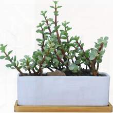 6.69 Inch Ceramic White Rectangular Succulent/Cactus Planter With Bamboo Tray (Set Of 1)