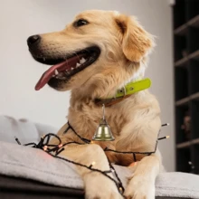 Craft Bells Small Brass Bells For Crafts Vintage Bells With Spring Hooks, Hanging For Wind Chimes Housebreaking Making, Dog Potty Training Doorbell, Wedding Decor, DIY Decoration,Seasonal Decor, Multi-Use For Halloween, Easter, Thanksgiving - Country Holidays, Pets & Livestock,Women Valentine Gift, Birthday Boyfriend Girlfriend,Home Decor ,Room Decor,Wall Decor. Decorations Christmas