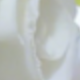 白玫瑰