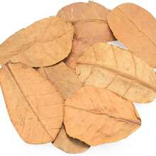 Almond Leaves For Isopods, Tarantulas, Spiders, Crickets Millipedes & Reptiles - 80pcs 4" Dried Catappa Leaves For Bioactive Terrariums, Vivarium Decor, Aquariums & Habitat - như hình ảnh - Xem 3