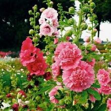 150 semillas de malva plantación paquete flor ornamental fácil cultivo hermosa variedad colores vivos germinación alta adecuada para jardín exterior interiores decoración casa oficina regalo aficionados jardinería - 150 piezas - Ver 6