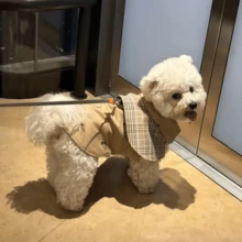 1 件宠物秋冬时尚防风斗篷外套，狗/猫衣服，适合贵宾犬、比熊犬、雪纳瑞绅士装 - 棕色 - 查看 3