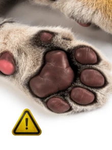 Hidratante para patinhas do gatos e cachorros pink com manteiga de karite