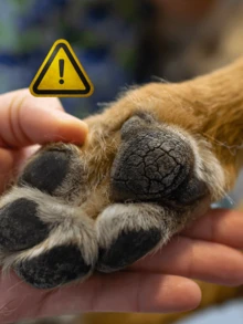 Hidratante para patinhas do gatos e cachorros pink com manteiga de karite