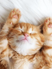 Hidratante para patinhas do gatos e cachorros pink com manteiga de karite