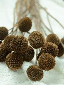 10pcs/20pcs Natural Dried Craspedia (Billy Balls), Yellow Flowers, Suitable For Floral Arrangements, Weddings, Home Decor, Can Be Placed In Tall Vases - Brown - View 4