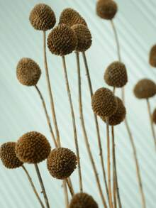 10pcs/20pcs Natural Dried Craspedia (Billy Balls), Yellow Flowers, Suitable For Floral Arrangements, Weddings, Home Decor, Can Be Placed In Tall Vases - Brown - View 3