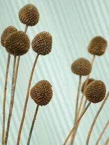 10pcs/20pcs Natural Dried Craspedia (Billy Balls), Yellow Flowers, Suitable For Floral Arrangements, Weddings, Home Decor, Can Be Placed In Tall Vases - Brown - View 5