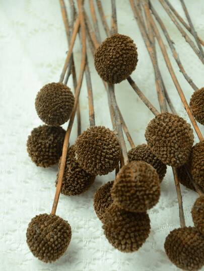 10pcs/20pcs Natural Dried Craspedia (Billy Balls), Yellow Flowers, Suitable For Floral Arrangements, Weddings, Home Decor, Can Be Placed In Tall Vases