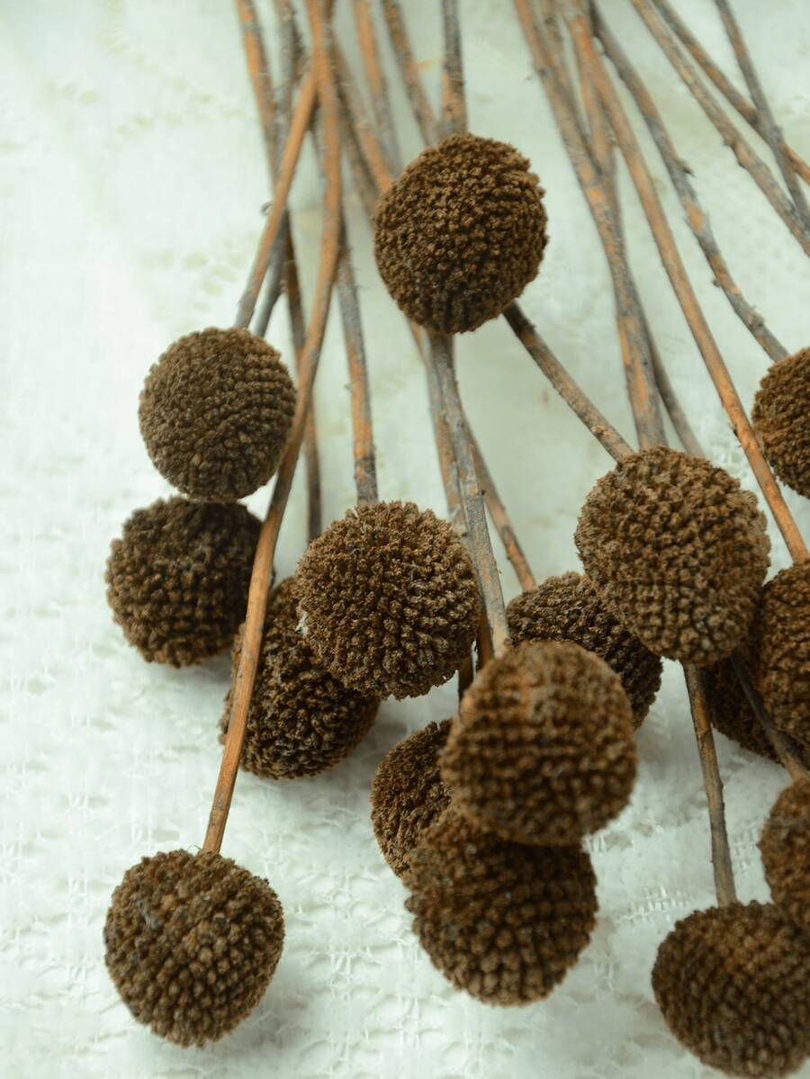 10pcs/20pcs Natural Dried Craspedia (Billy Balls), Yellow Flowers, Suitable For Floral Arrangements, Weddings, Home Decor, Can Be Placed In Tall Vases - Brown - View 1