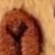 Coffee Brown