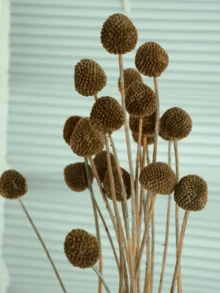 10pcs/20pcs Natural Dried Craspedia (Billy Balls), Yellow Flowers, Suitable For Floral Arrangements, Weddings, Home Decor, Can Be Placed In Tall Vases - Brown - View 2