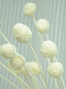 10pcs/20pcs Natural Dried Craspedia (Billy Balls), Yellow Flowers, Suitable For Floral Arrangements, Weddings, Home Decor, Can Be Placed In Tall Vases - White - View 4