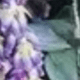 verde morado