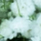 Green Stem and White Baby's Breath