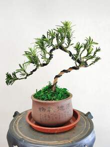 1 cuộn dây nhôm oxit, dây nhôm tạo hình cây cảnh, dễ uốn cong, dễ tạo hình, dùng cho cây cảnh trong nhà, kích thước dây nhôm 1mm, 1.5mm, 2mm, 2.5mm, 3mm - Nhiều màu - Xem 9
