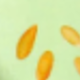 Bộ dưa chuột dưa lưới