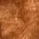Caqui