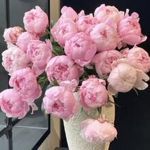 121 piezas de semillas de flor de peonía - Flor de peonía - Grandes flores fragantes en colores brillantes - Ideal para jardines y flores cortadas - No transgénico, resistente - 121 piezas - Ver 2