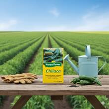 paquete de 6 semillas de chile chilaca Happy Flower germinación garantizada 700 mg cada una variedad tradicional cultivo aromático huerta ecológica planta picante - Amarillo - Ver 4
