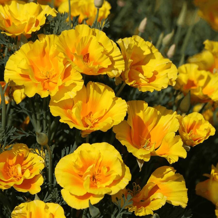 186 Piezas de Cacahuetes - Flores No Transgénicas, Flores que Atraen Insectos - Alta Tasa de Germinación, Resistentes a la Sequía - 186 - Ver 1