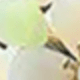 蓮花