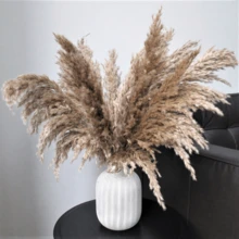 5/10/20 Stücke 22,83 Zoll Boho Dekor, Flauschiges Pampasgras, Natürliches getrocknetes kleines kurzes Pampasgras Großhandel, Boho Zimmer Dekor, Couchtisch Dekor, Frühling Geschenk Dekor