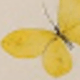 Colotid Butterfly