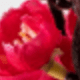 玫紅