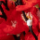 紅色