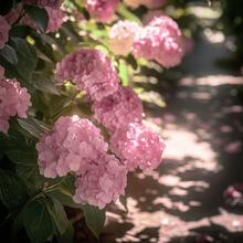 30 Hydrangea seeds, shrub seeds, for outdoor planting and home garden maintenance, perfect for yard decoration, gardening, and accents