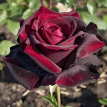 100 Rose seeds, shrub seeds - climbing vines for trellises, fragrant colorful flowers, flowering plants for garden walls - 100 Stück/Samen - Übersicht 2