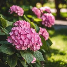 30 Hydrangea seeds, shrub seeds, for outdoor planting and home garden maintenance, perfect for yard decoration, gardening, and accents