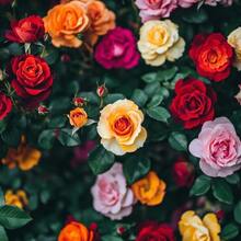 Live Plants - 100 hạt/hạt - Xem 2